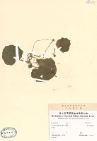 紫花脈葉蘭藏品圖，第2張